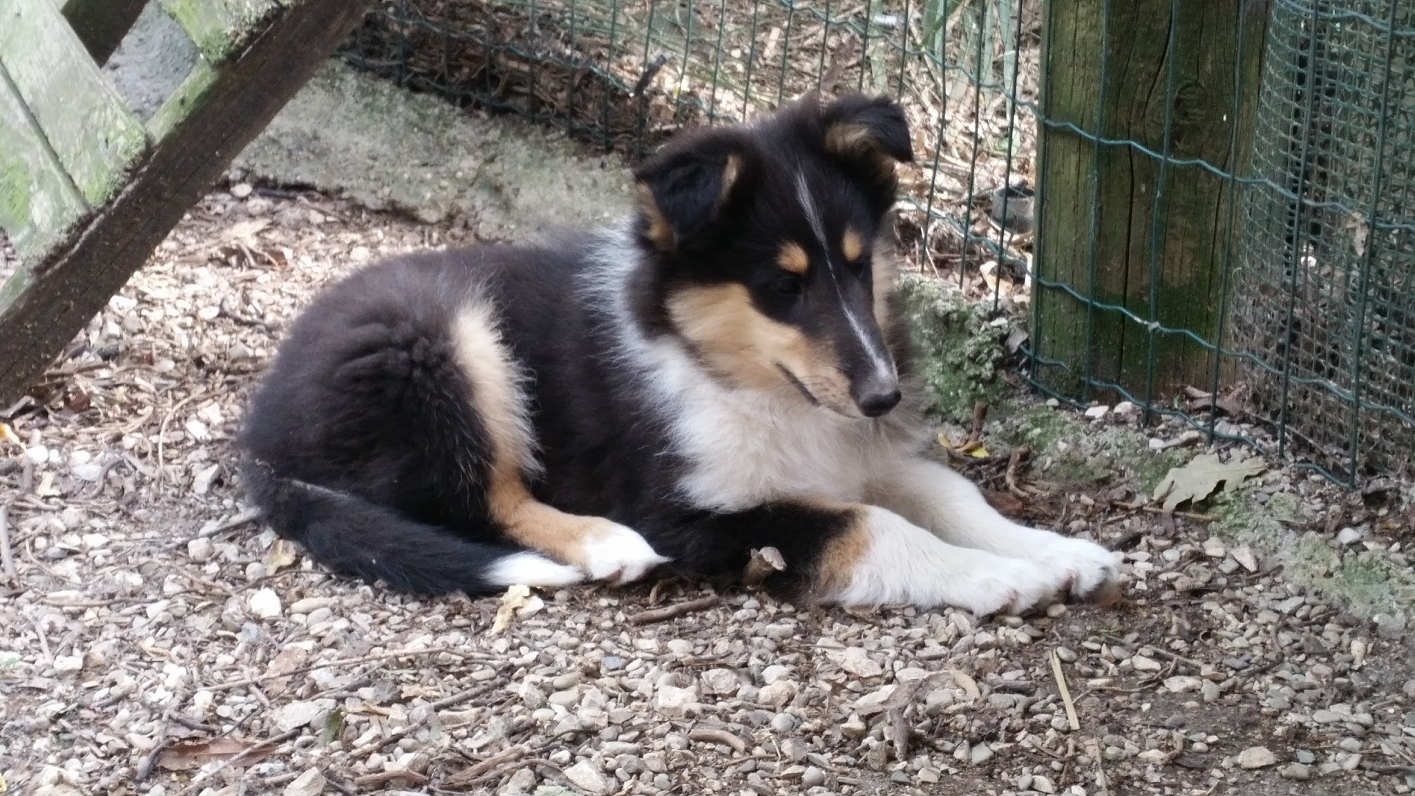 indy della casa dei collies